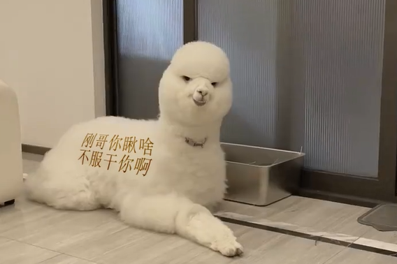 刚哥模板编号DW1：羊了个羊