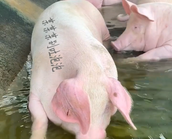 刚哥模板编号DW2：猪吐泡泡